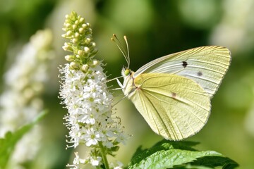 Butterfly in the wild on an agrimony plant with white flowers and green leaves