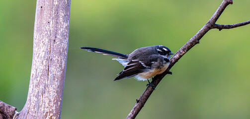 small bird on branch