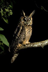 Free photo of a young owl sitting in a tree