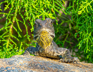 Water dragon looking at camera
