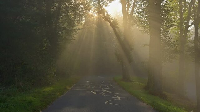 Strasse, Wald, Nebel, Sonne, Gro&szlig;heubach, Miltenberg, Spessart, Bayern, Deutschland, Europa