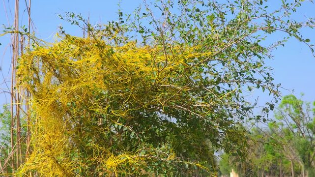 Cassytha filiformis or love-vine spread on whole plant to another 4k footage
