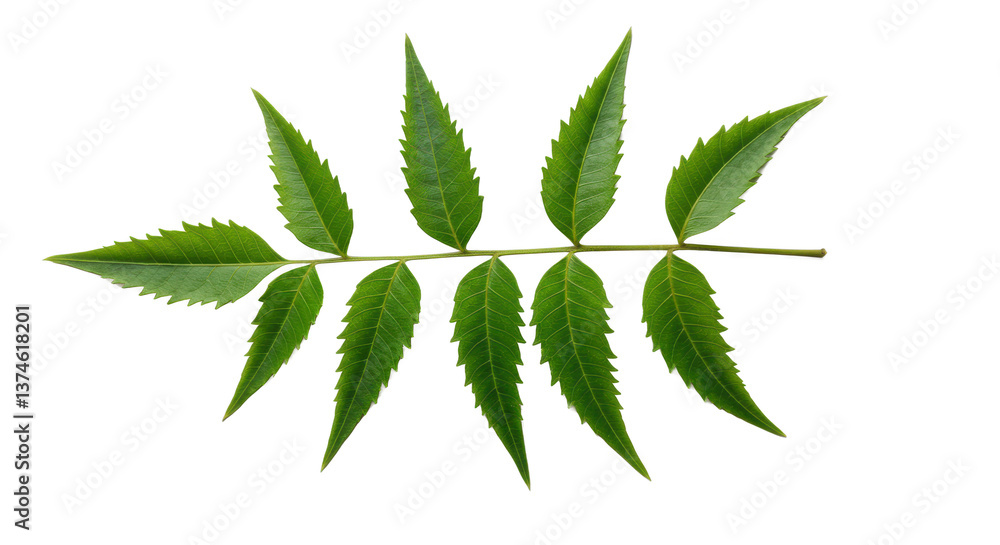 Poster a close up of a green leaf branch with multiple leaves on a black background in a studio shot