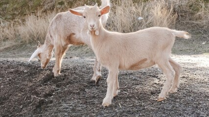 Young goat standing on dirt road as another goat forages