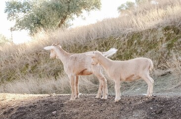 Obraz premium Two young goats standing on dirt mound in dry field