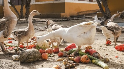 Geese feeding on leftover vegetables and fruits in farmyard