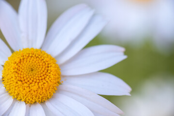 Obraz premium Macro shot of a daisy flower with white petals and a vibrant yellow center on a blurred green background. Captures the delicate beauty of nature in springtime