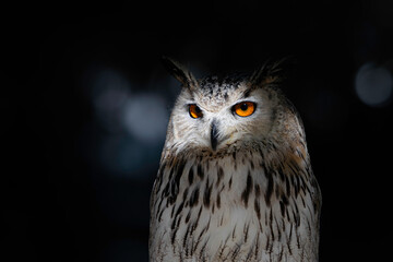 Rapace