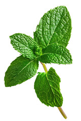 Isolated Fresh Mint Leaf