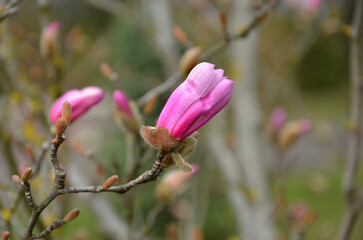 Bright  pink magnolia  buds in the beginning of  blooming season.Closeup photo outdoors....
