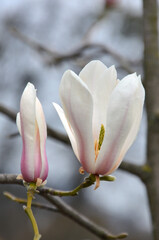 White-pink magnolia 'Peppermint Stick'  tree branch, flower and bud in spring blooming season. Closeup photo outdoors. Gardening concept. © Mariana
