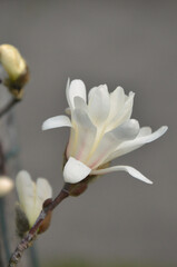 Fototapeta premium White Star magnolia Stellata in the begining of blooming season .Closeup white Star magnolia branch with flower isolated against blurred background. Gardening concept.