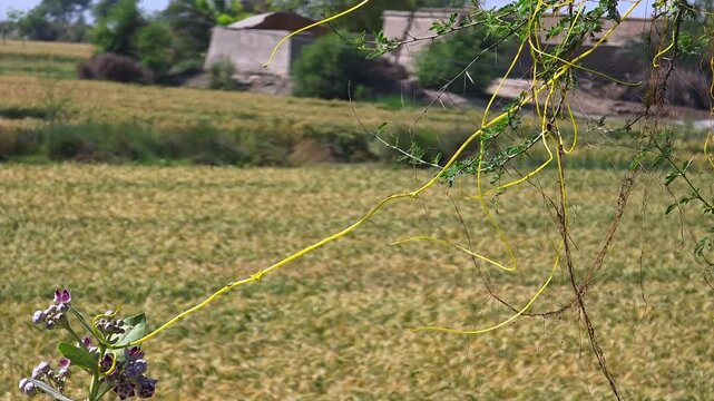 Cassytha filiformis or love-vine transfer from one plant to another 4k footage
