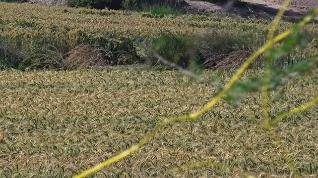 Cassytha filiformis or love-vine transfer from one plant to another 4k footage
