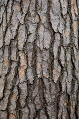 Naklejka premium Detailed Close-Up Macro Shot Of Natural Pine Tree Bark Texture. Rough Organic Wooden Surface Background Or Pattern For Design.