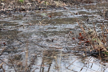 Wide, Shallow Stream Or Puddle Reflecting Bare Branches, Flowing Over Twigs, Dead Grass, And Fallen Leaves In A Damp Forest Setting.