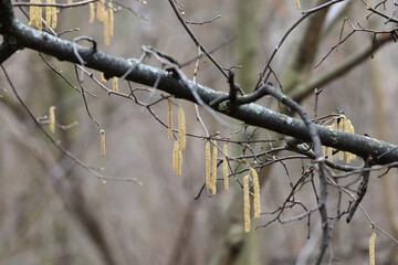 Close-Up Of Yellow Hazel Catkins (Corylus) Hanging From A Bare Branch In Early Spring Before Leaves...