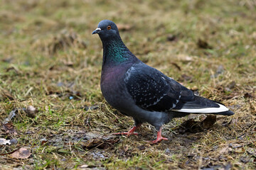 Fototapeta premium Portrait Of A Common Feral Pigeon (Columba Livia Domestica) Standing In Profile On Damp Ground With Sparse Grass And Leaves. Urban Wildlife Bird.