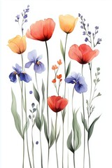 Watercolor minimalist floral composition with poppies and irises on white background