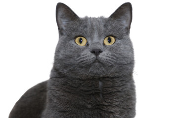 A close-up portrait of a beautiful British Shorthair cat with shiny fur and piercing yellow eyes on...