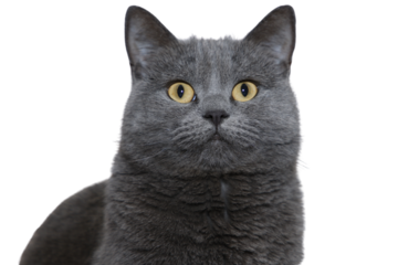 A close-up portrait of a beautiful British Shorthair cat with shiny fur and piercing yellow eyes on a transparent background. Stunning, detailed image perfect for any creative project.