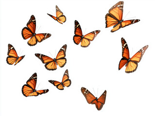 Cluster of orange monarch butterflies in flight isolated on white, photo