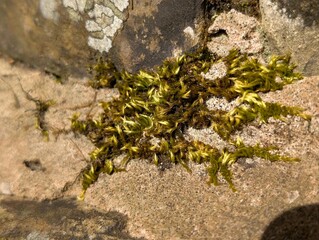 Silky Wall Feather-moss (Homalothecium sericeum)