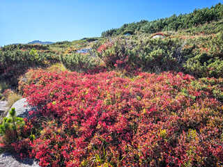 Autumn panorama of Vitosha Mountain, Bulgaria