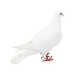 One dove isolated on white. Graceful bird