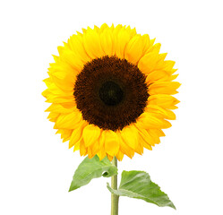 Obraz premium Beautiful bright sunflower with green leaves on white background