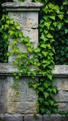 ivy on the wall