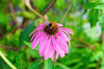 A bumblebee pollinates a pink echinacea flower