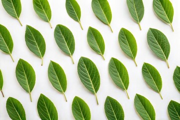 Naklejka premium Minimalist botanical background with fresh green leaves 