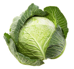 Obraz premium Bright green cabbage displays its rich texture and crisp leaves under soft natural lighting, perfect for salads or cooking