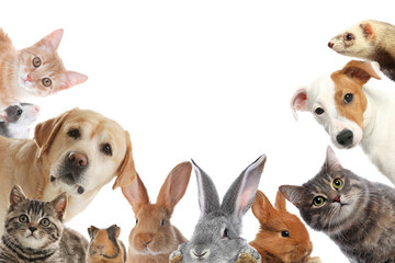 Obraz premium Rabbits and other animals looking at camera on white background