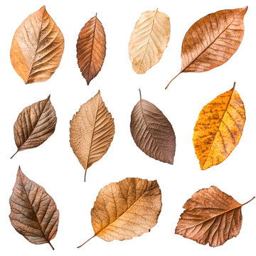 Dried leaves collection autumn colors nature beauty