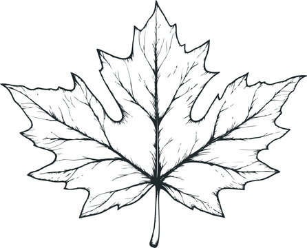 Maple leaf sketch with detailed veins in black and white illustration. Vector illustration