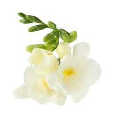 Obraz premium Freesia branch with fragrant flowers on white background