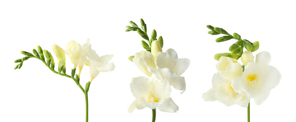 Freesia branches with fragrant flowers on white background, set