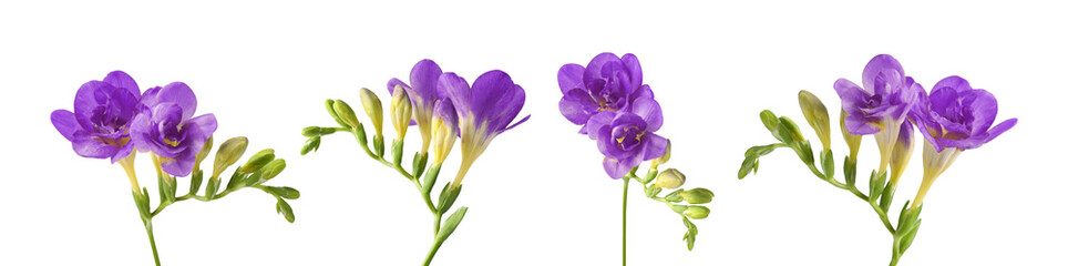 Obraz premium Freesia branches with fragrant purple flowers on white background, set