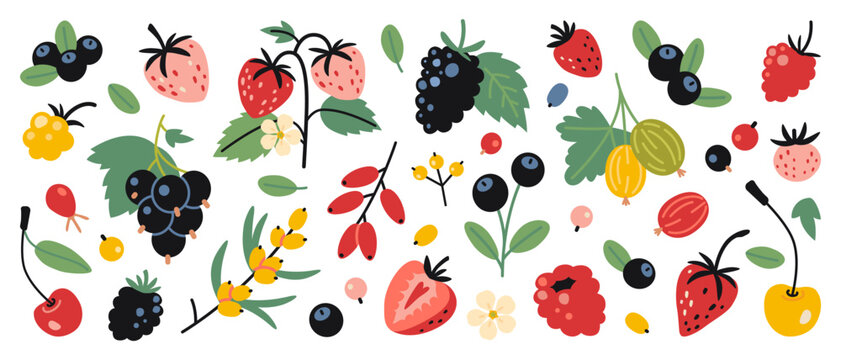 Set of berries like raspberry, strawberry, gooseberry, cherry, cloudberry, currant, blueberry and barberry. Trendy modern vector illustration isolated on white background, hand drawn, flat design