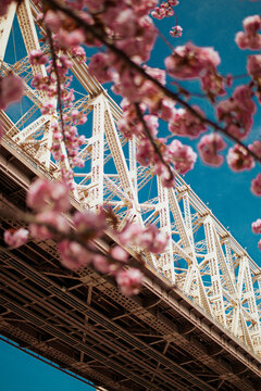 Spring Cherry Blossoms Framing the Iconic Queensboro Bridge in New York City
