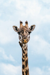 Obraz premium Giraffe with bird