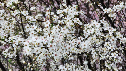 Fototapeta premium Beautiful white flowers bloom on tree branches in early spring. Close-up of flowering branches with many buds and delicate petals