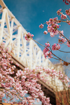 Cherry Blossoms and Bridge &ndash; Vertical Close-Up