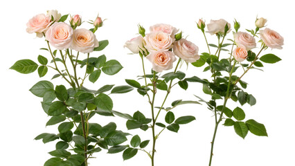 long roses flower and leaves isolated on white background PNG. AI GENERATED