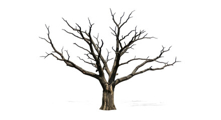 A leafless tree with bare branches against a black background in a stark and minimalist composition