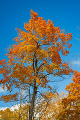 Orange Leaved Patriarch Reaching to the Sky