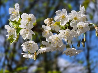Éveil printanier sous le soleil doré, la nature s’éveille sous la douce chaleur du printemps, les cerisiers en fleur
