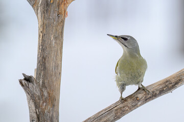 Gey-headed woodpecker (Picus canus) in forest
